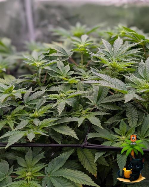 The Dreamy, Pineapple Dream - Catlife420. Week 9 - 12-26
Day 63
Day 17