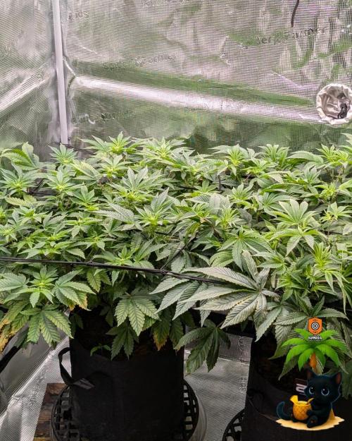 The Dreamy, Pineapple Dream - Catlife420. Week 9 - 12-26
Day 63
Day 17