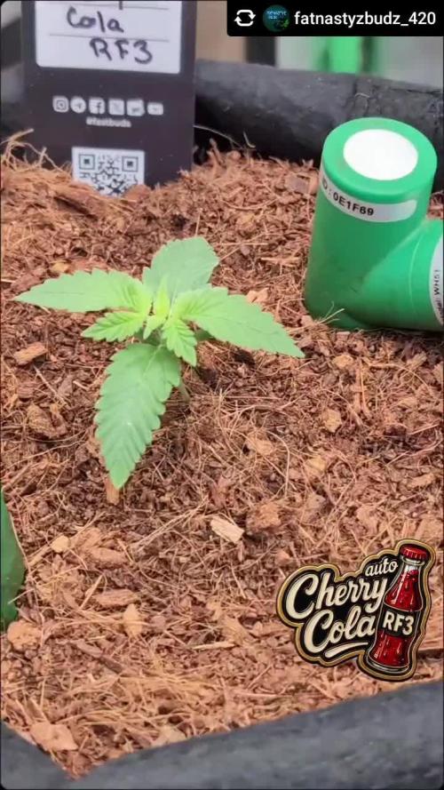 Cherry Cola RF3 to wash it down