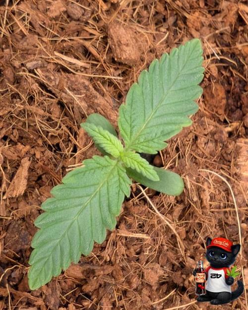 Cherry Cola RF3 to wash it down. Week 2