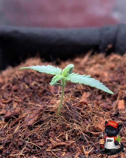 Cherry Cola RF3 to wash it down. Week 2