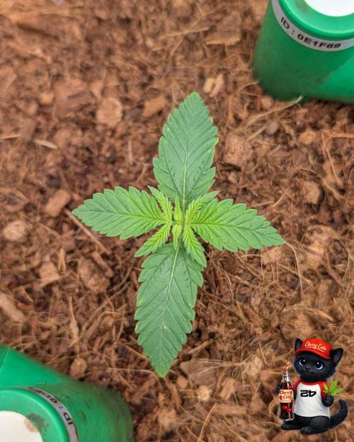 Cherry Cola RF3 to wash it down. Week 2