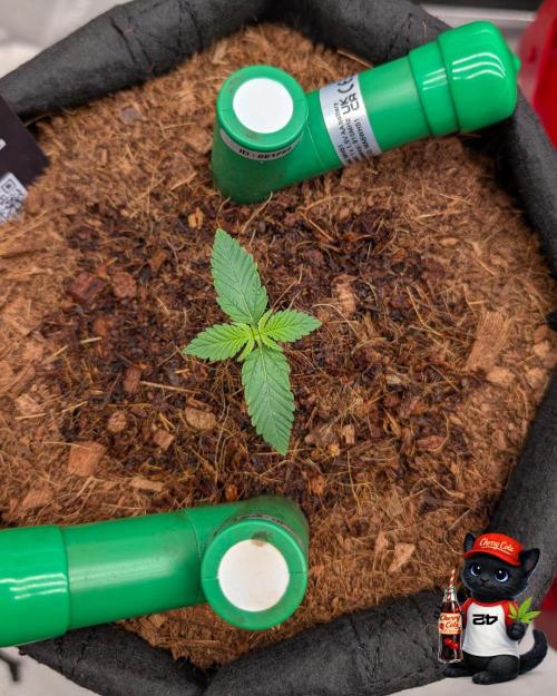 Cherry Cola RF3 to wash it down. Week 2