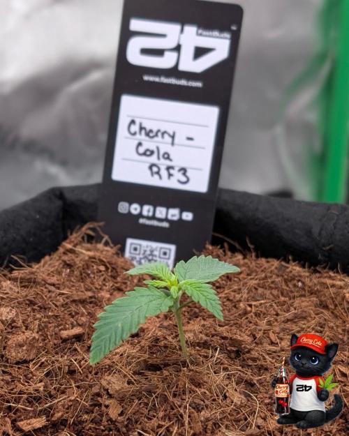 Cherry Cola RF3 to wash it down. Week 2