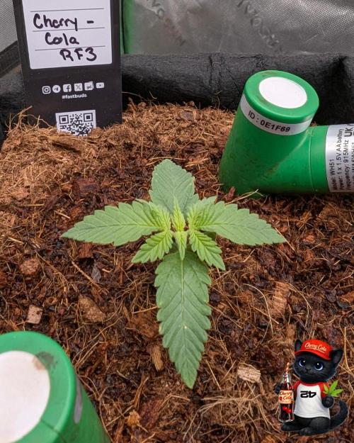 Cherry Cola RF3 to wash it down. Week 2