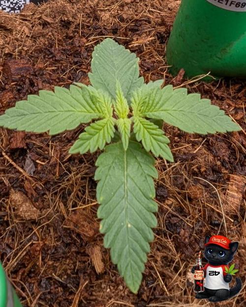 Cherry Cola RF3 to wash it down. Week 2