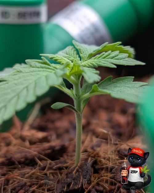 Cherry Cola RF3 to wash it down. Week 2