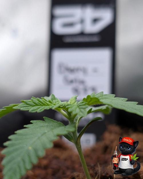 Cherry Cola RF3 to wash it down. Week 2