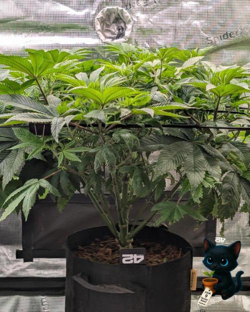 FEM 9 Photo Tester - Catlife420. Week 9 - 12-22
Day 59  
Day 13