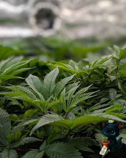 FEM 9 Photo Tester - Catlife420. Week 9 - 12-22
Day 59  
Day 13