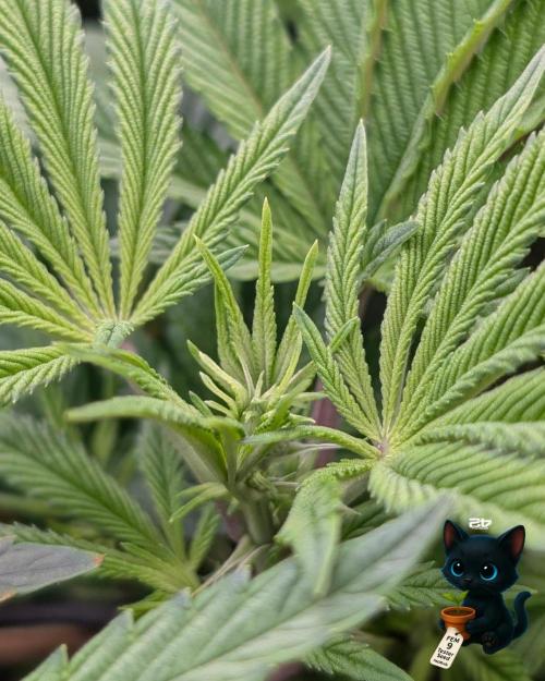 FEM 9 Photo Tester - Catlife420. Week 9 - 12-22
Day 59  
Day 13