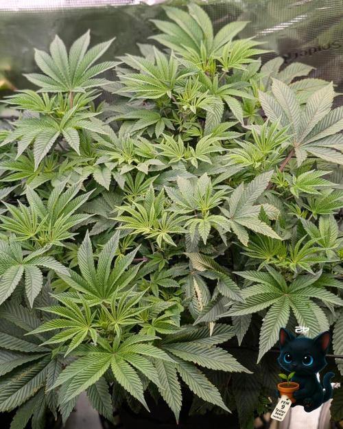 FEM 9 Photo Tester - Catlife420. Week 9 - 12-22
Day 59  
Day 13