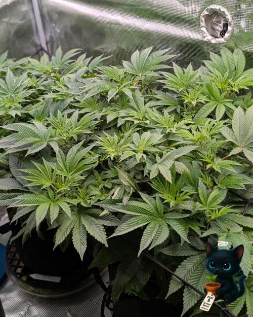 FEM 9 Photo Tester - Catlife420. Week 9 - 12-22
Day 59  
Day 13