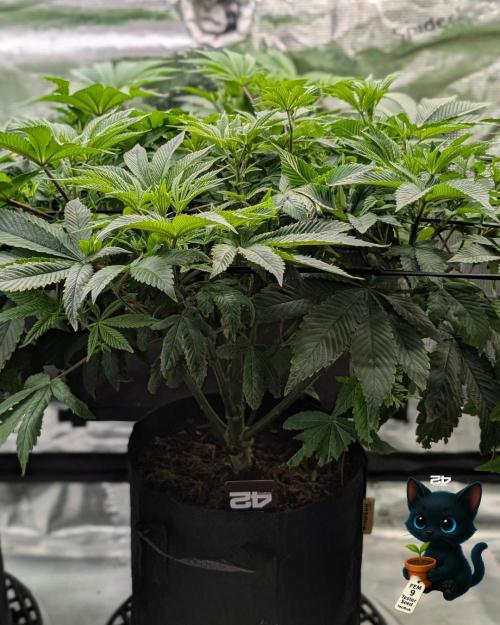 FEM 9 Photo Tester - Catlife420. Week 9 - 12-22
Day 59  
Day 13