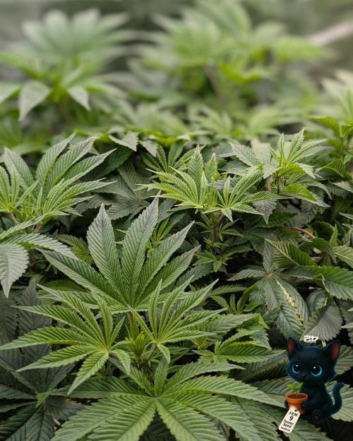 FEM 9 Photo Tester - Catlife420. Week 9 - 12-22
Day 59  
Day 13