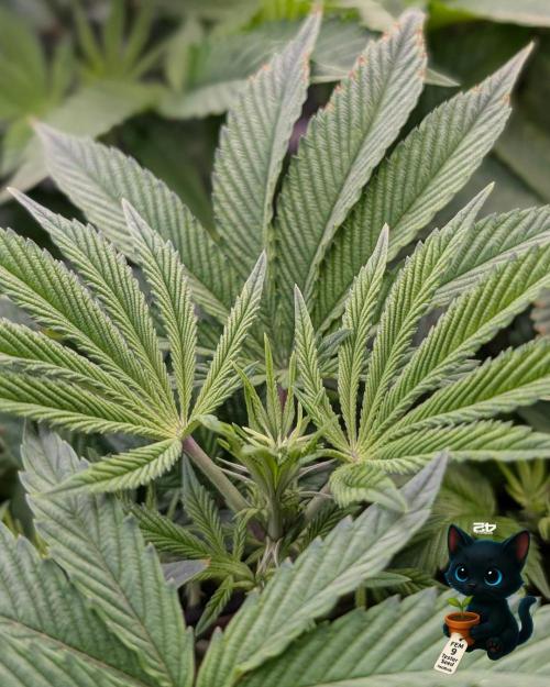 FEM 9 Photo Tester - Catlife420. Week 9 - 12-22
Day 59  
Day 13