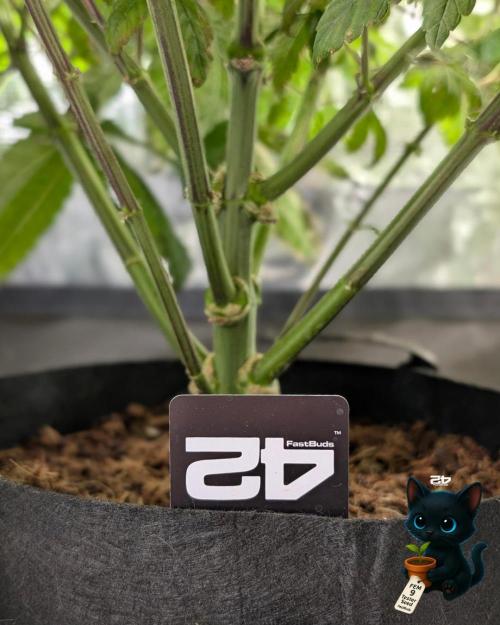 FEM 9 Photo Tester - Catlife420. Week 9 - 12-22
Day 59  
Day 13