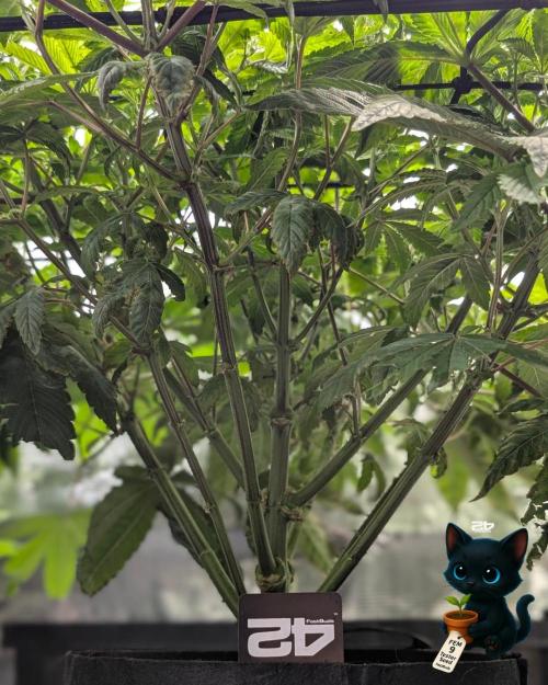 FEM 9 Photo Tester - Catlife420. Week 9 - 12-22
Day 59  
Day 13