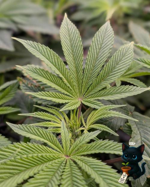 FEM 9 Photo Tester - Catlife420. Week 9 - 12-25
Day 62
Day 16