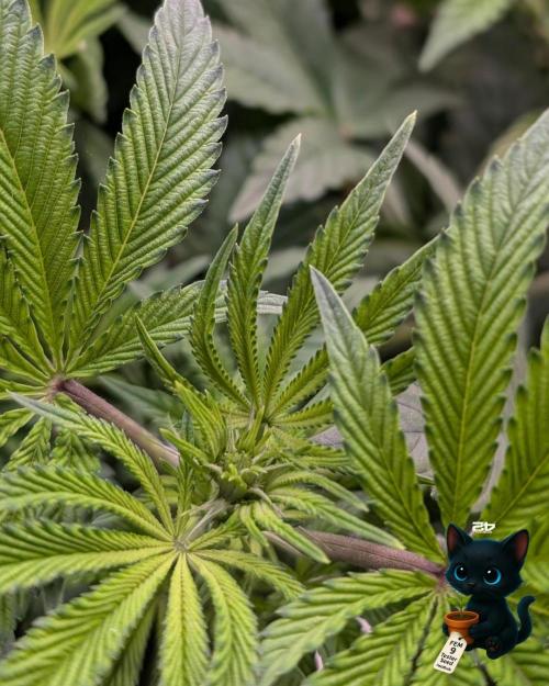 FEM 9 Photo Tester - Catlife420. Week 9 - 12-25
Day 62
Day 16