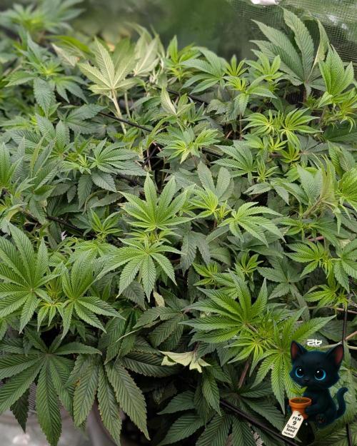 FEM 9 Photo Tester - Catlife420. Week 9 - 12-25
Day 62
Day 16