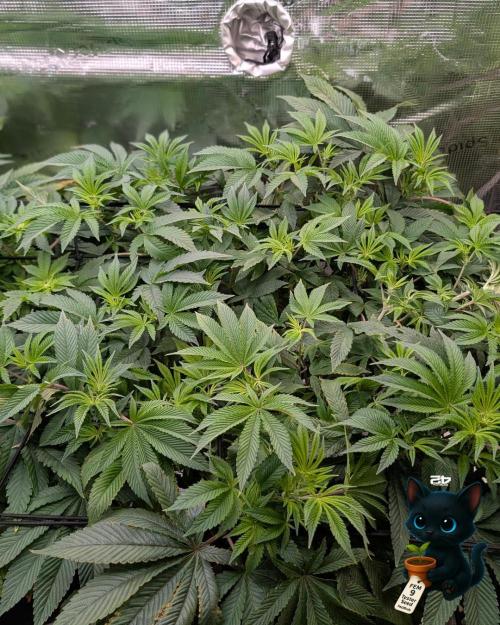 FEM 9 Photo Tester - Catlife420. Week 9 - 12-26
Day 63
Day 17