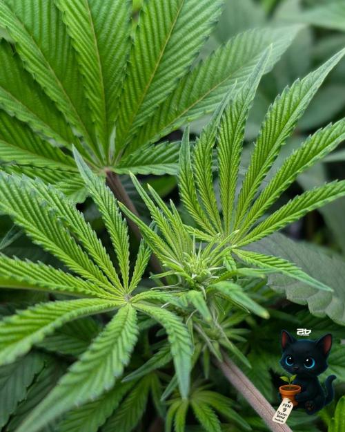 FEM 9 Photo Tester - Catlife420. Week 9 - 12-26
Day 63
Day 17