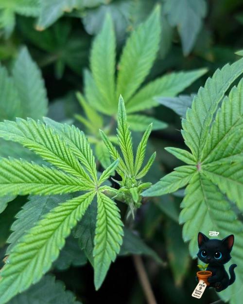 FEM 9 Photo Tester - Catlife420. Week 9 - 12-26
Day 63
Day 17