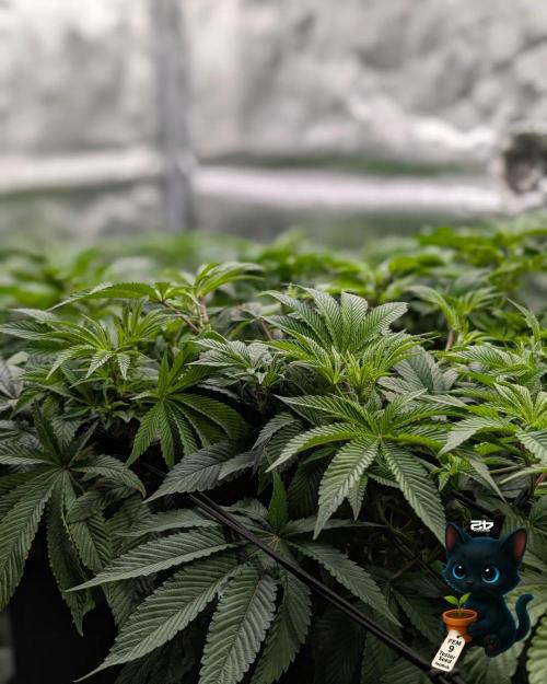 FEM 9 Photo Tester - Catlife420. Week 9 - 12-26
Day 63
Day 17