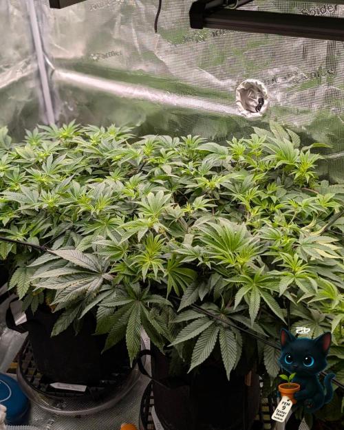FEM 9 Photo Tester - Catlife420. Week 9 - 12-26
Day 63
Day 17