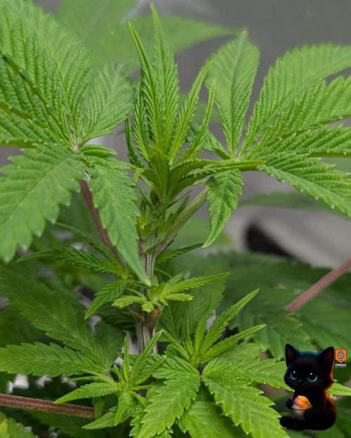 Sunset Sherbet GF (MY TURN) - Catlife420. Week 9 - 12-22
Day 59  
Day 13