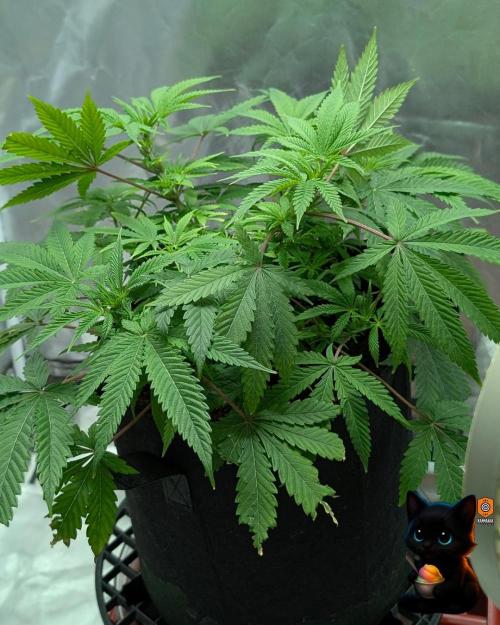 Sunset Sherbet GF (MY TURN) - Catlife420. Week 9 - 12-22
Day 59  
Day 13