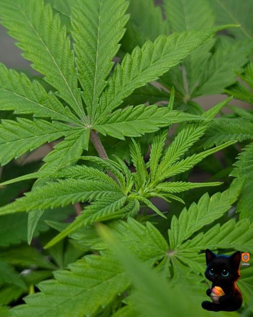 Sunset Sherbet GF (MY TURN) - Catlife420. Week 9 - 12-22
Day 59  
Day 13