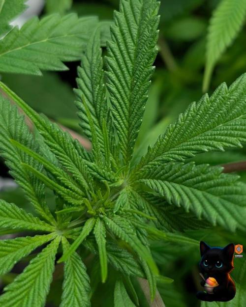 Sunset Sherbet GF (MY TURN) - Catlife420. Week 9 - 12-22
Day 59  
Day 13