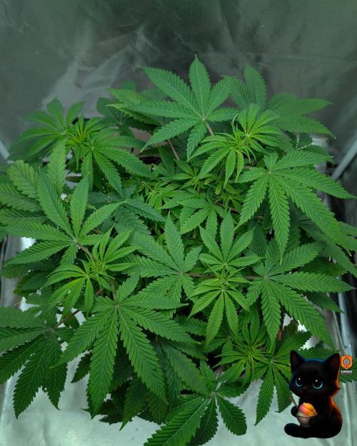 Sunset Sherbet GF (MY TURN) - Catlife420. Week 9 - 12-25
Day 62
Day 16