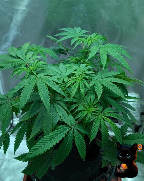 Sunset Sherbet GF (MY TURN) - Catlife420. Week 9 - 12-25
Day 62
Day 16