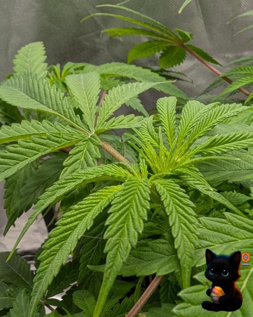 Sunset Sherbet GF (MY TURN) - Catlife420. Week 9 - 12-25
Day 62
Day 16