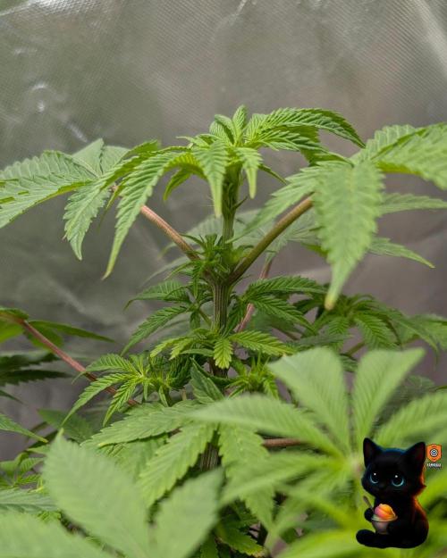 Sunset Sherbet GF (MY TURN) - Catlife420. Week 9 - 12-25
Day 62
Day 16