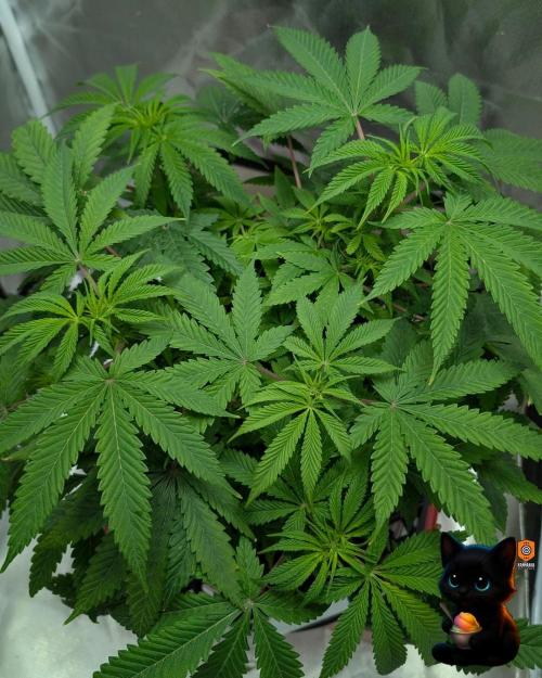 Sunset Sherbet GF (MY TURN) - Catlife420. Week 9 - 12-25
Day 62
Day 16