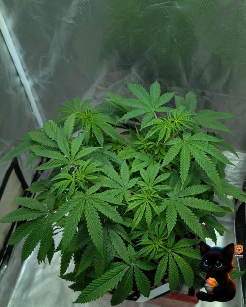 Sunset Sherbet GF (MY TURN) - Catlife420. Week 9 - 12-25
Day 62
Day 16