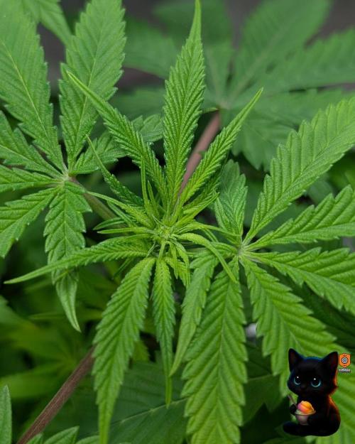 Sunset Sherbet GF (MY TURN) - Catlife420. Week 9 - 12-26
Day 63
Day 17