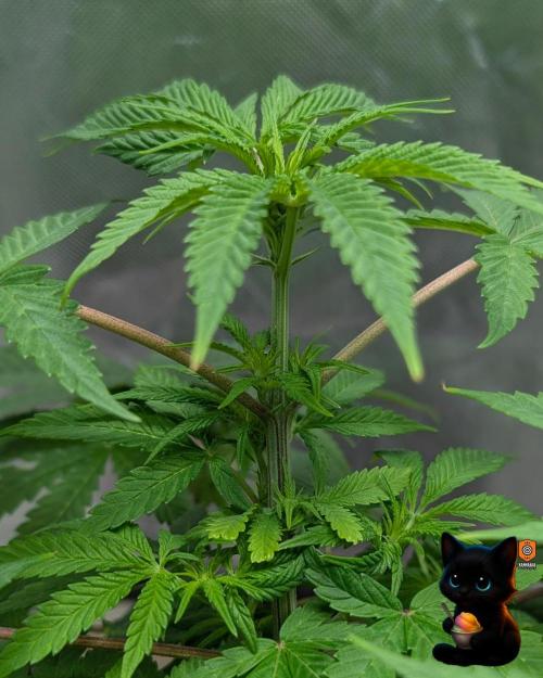 Sunset Sherbet GF (MY TURN) - Catlife420. Week 9 - 12-26
Day 63
Day 17