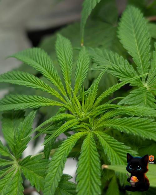 Sunset Sherbet GF (MY TURN) - Catlife420. Week 9 - 12-26
Day 63
Day 17