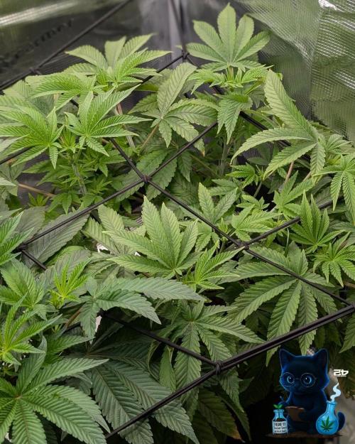 FEM 11 Photo Tester - Catlife420. Week 9 - 12-22
Day 59  
Day 13