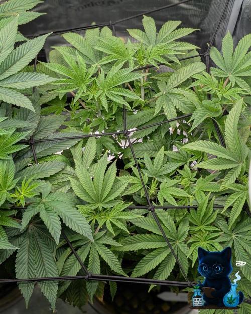 FEM 11 Photo Tester - Catlife420. Week 9 - 12-22
Day 59  
Day 13