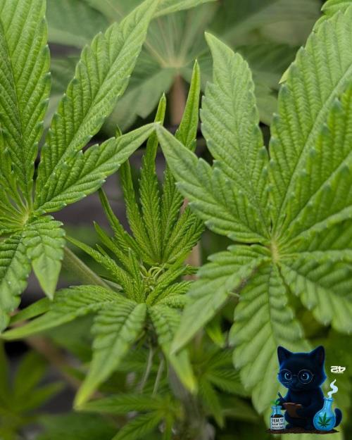 FEM 11 Photo Tester - Catlife420. Week 9 - 12-22
Day 59  
Day 13