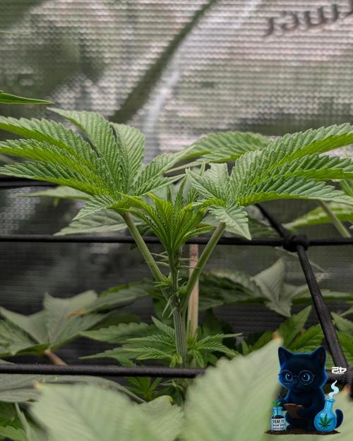 FEM 11 Photo Tester - Catlife420. Week 9 - 12-22
Day 59  
Day 13