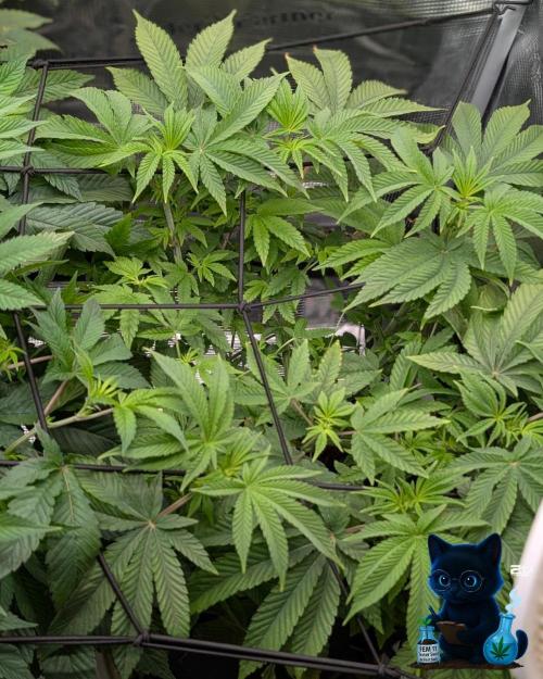 FEM 11 Photo Tester - Catlife420. Week 9 - 12-25
Day 62  
Day 16