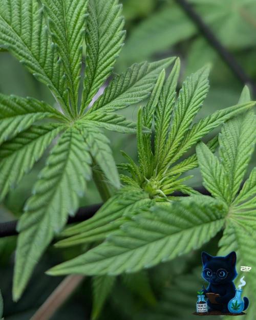 FEM 11 Photo Tester - Catlife420. Week 9 - 12-25
Day 62  
Day 16