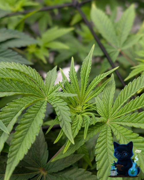 FEM 11 Photo Tester - Catlife420. Week 9 - 12-25
Day 62  
Day 16